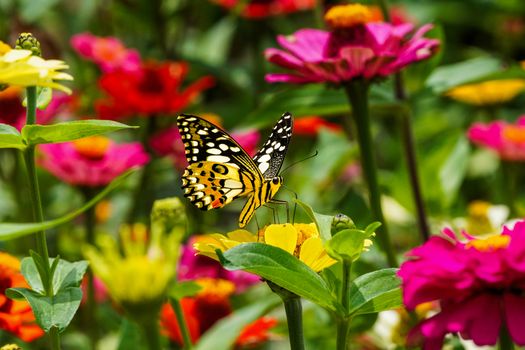 Zonnige Nederlandse tuin met lavendel, wilde bloemen en meerdere vlinders op bloeiende planten